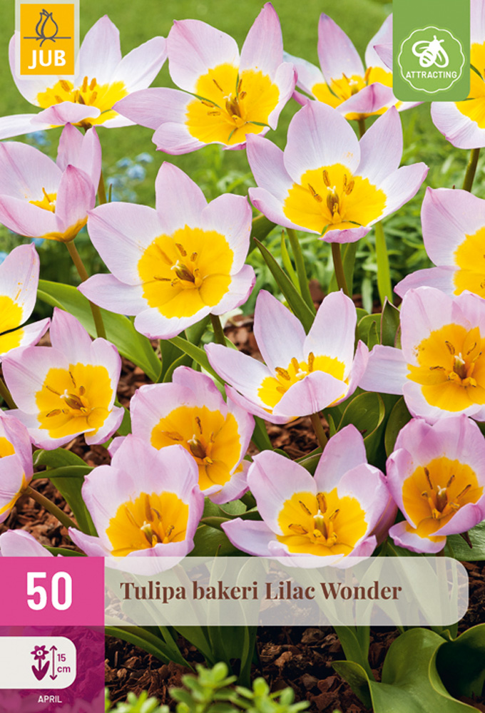 TULIPÁN BAKERI LILAC WONDER 50 ks