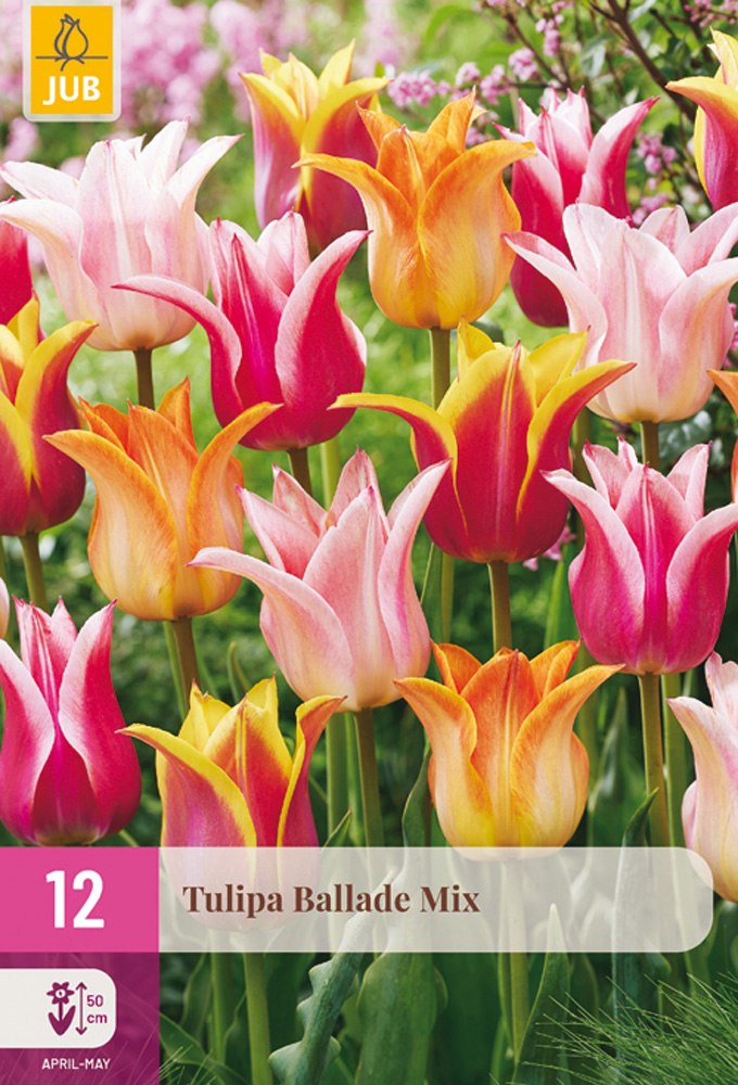 Tulipán Ballade mix 12 ks
