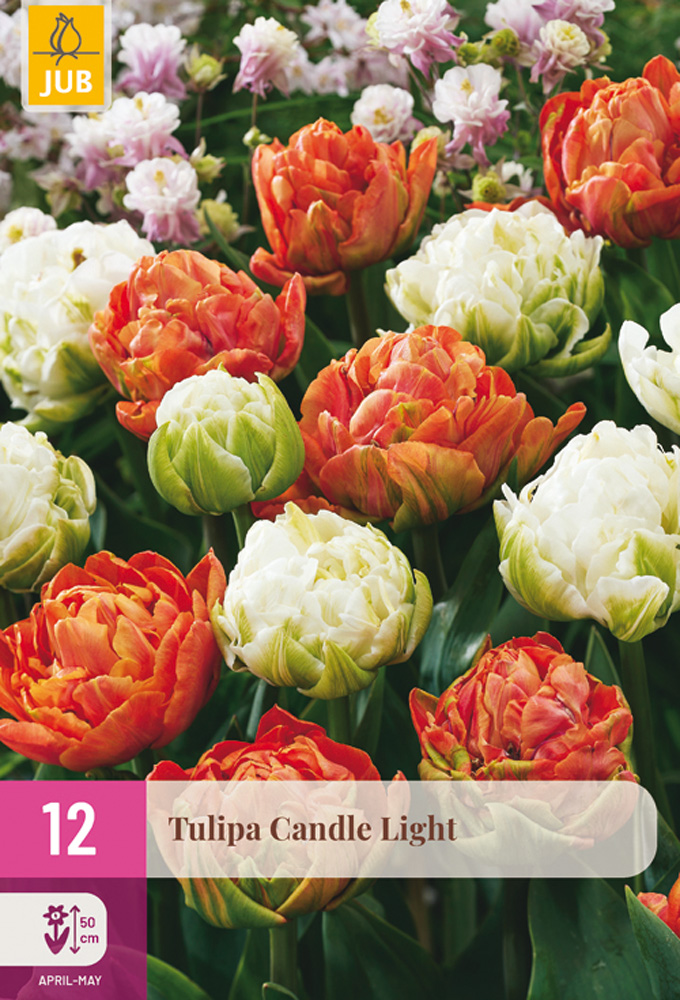 Tulipán Candle Light mix 12 ks