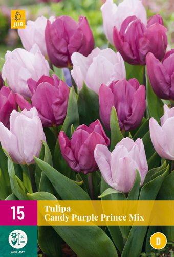 TULIPÁNY CANDY PURPLE PRINCE MIX 15 ks