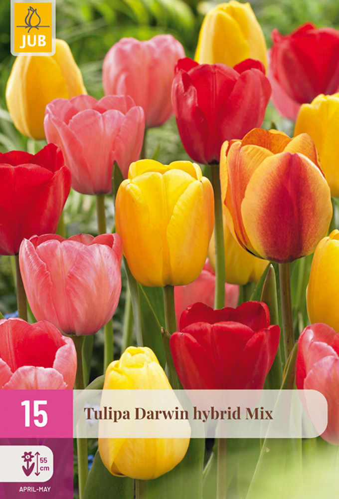 cibuloviny, tulipan, cibule kvetov, cibulky kvetov, cibulky tulipanov