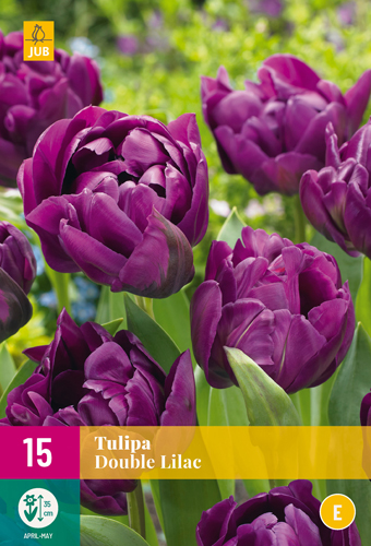 XXL Balenia Tulipány DOUBLE LILAC 15 ks