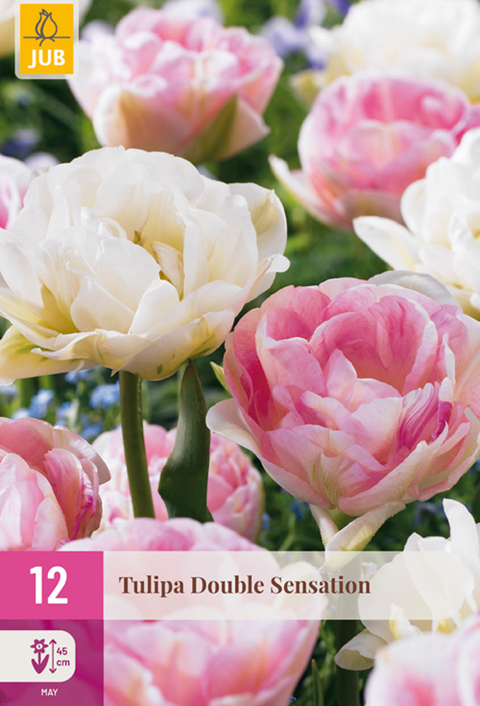cibuloviny, tulipan, cibule kvetov, cibulky kvetov, cibulky tulipanov