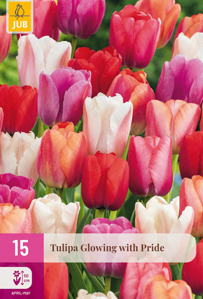 Tulipán Glowing with pride 15 ks
