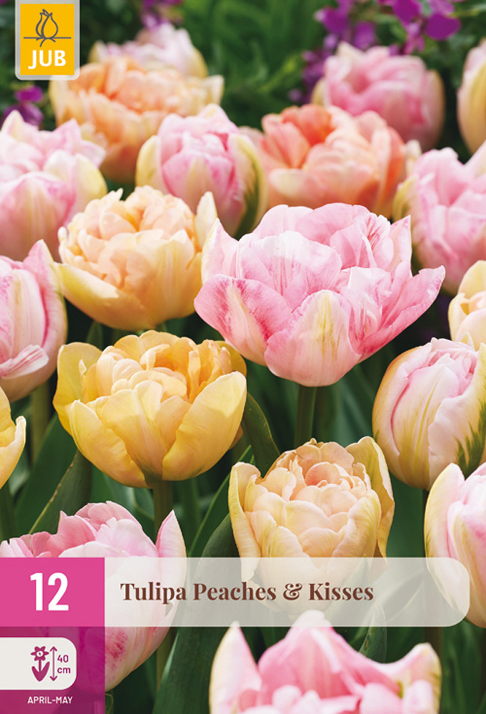 Tulipán Peaches & Kisses 12 ks