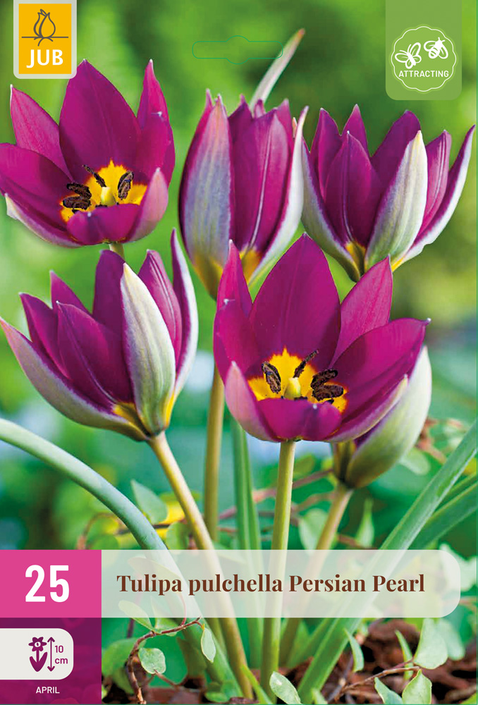 Tulipán Persian Pearl 25 ks