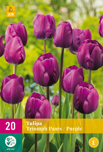 TULIPÁNY TRIUMPH PURPLE 20 ks