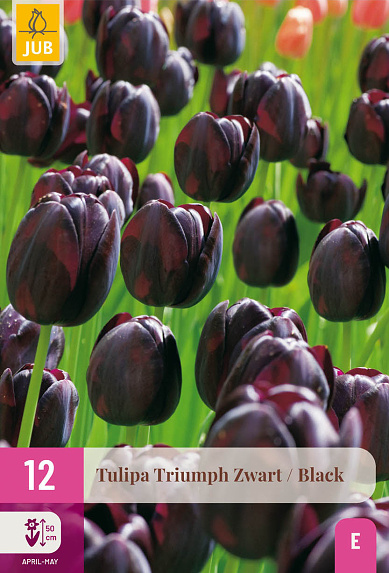cibuloviny, tulipan, cibule kvetov, cibulky kvetov, cibulky tulipanov