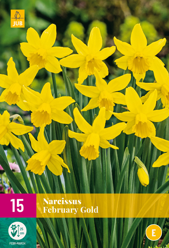 February Gold, narcis, cibuloviny, cibulky kvetov, zlte narcisy