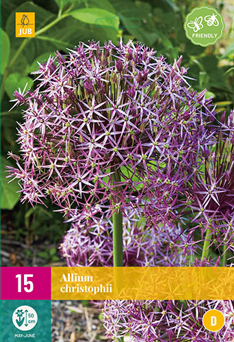 cibule kvetov, cibuloviny, Okrasný Cesnak, Allium Christophii