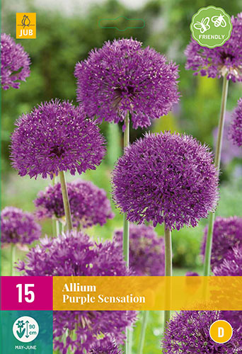 cibule kvetov, cibuloviny, Okrasný Cesnak, Allium Purple Sensation