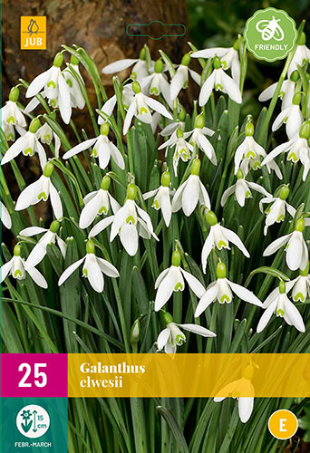 Cibuloviny, Cibule snežienky, Snežienka Galanthus Elwesii XXL balenie