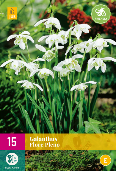 Cibuloviny, Cibule snežienky, Snežienka Galanthus XXL balenie