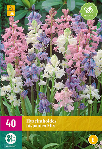 Cibuloviny, Hyacinthoides hispanica Mix XXL balenie