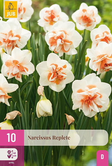 Narcis Replete - 10 ks