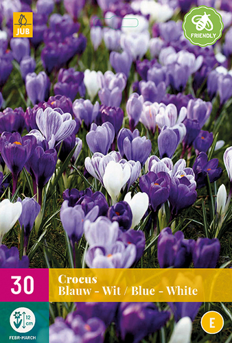 modré krokusy, modrý korkus, šafrán, cibuloviny, biele krokusy, jarné kvety,