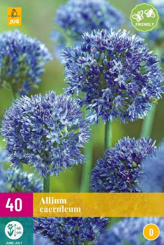 ALLIUM CAERULEUM 40 ks