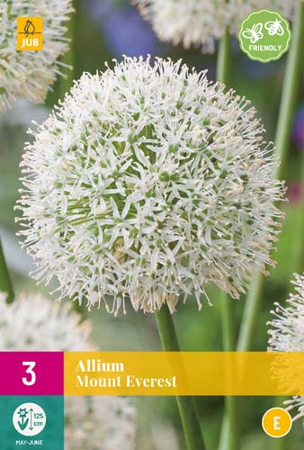 ALLIUM MOUNT EVEREST 3 ks