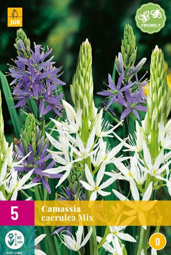 CAMASSIA LEICHTLINII MIX 5 ks