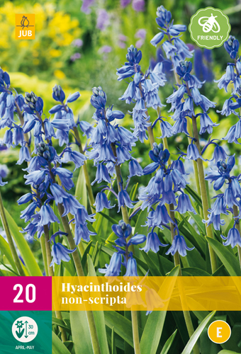 HYACINTYHOIDES NON SCRIPTA   20 ks
