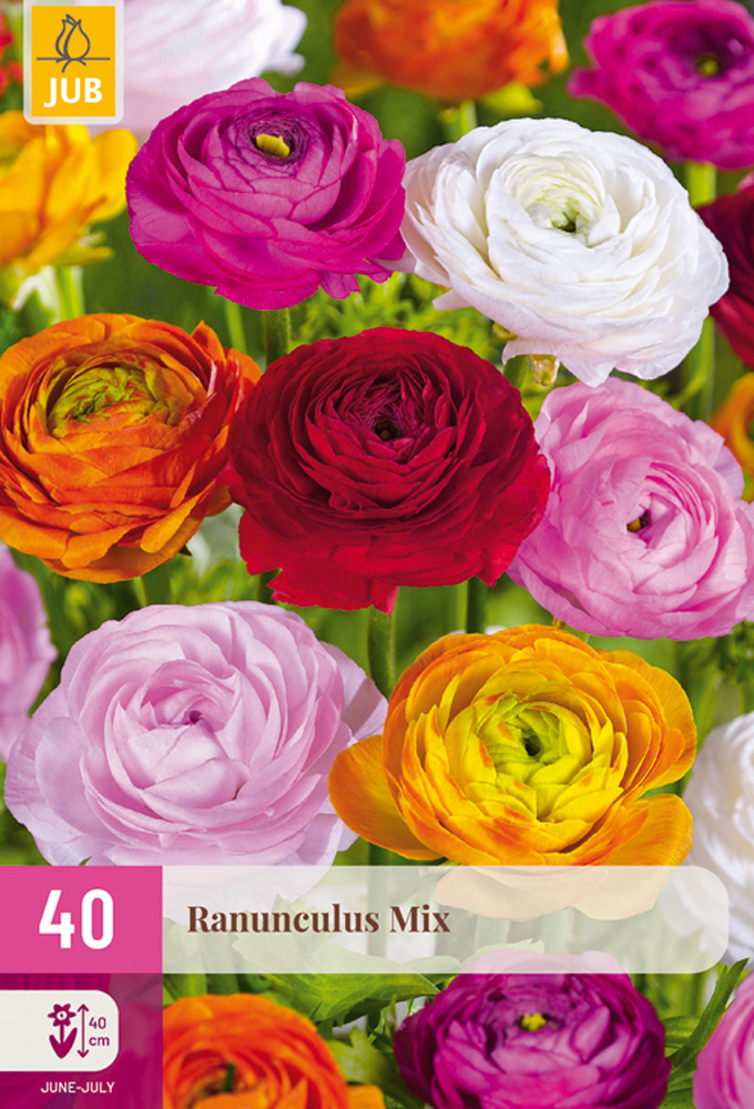 Ranunculus Mix - 40ks