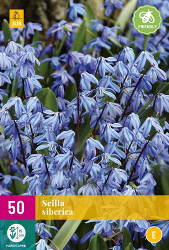 SCILLA SIBERICA 50 ks