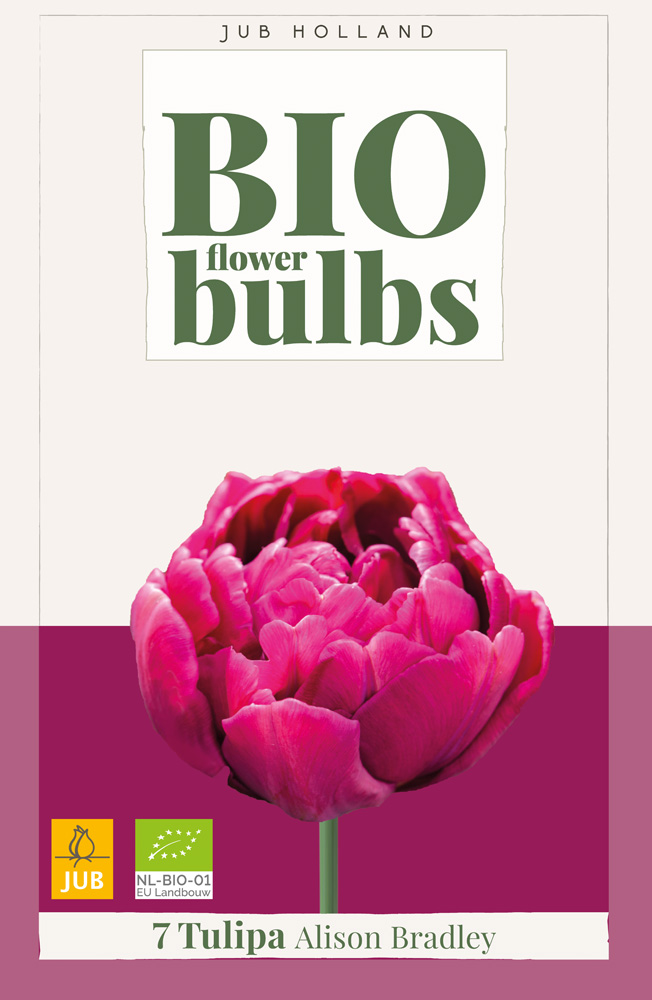 Tulipán Alison Bradley BIO 7ks