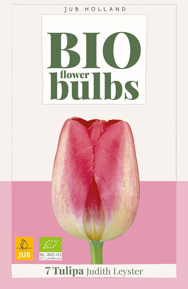 Tulipán Judith Leycester BIO 7ks