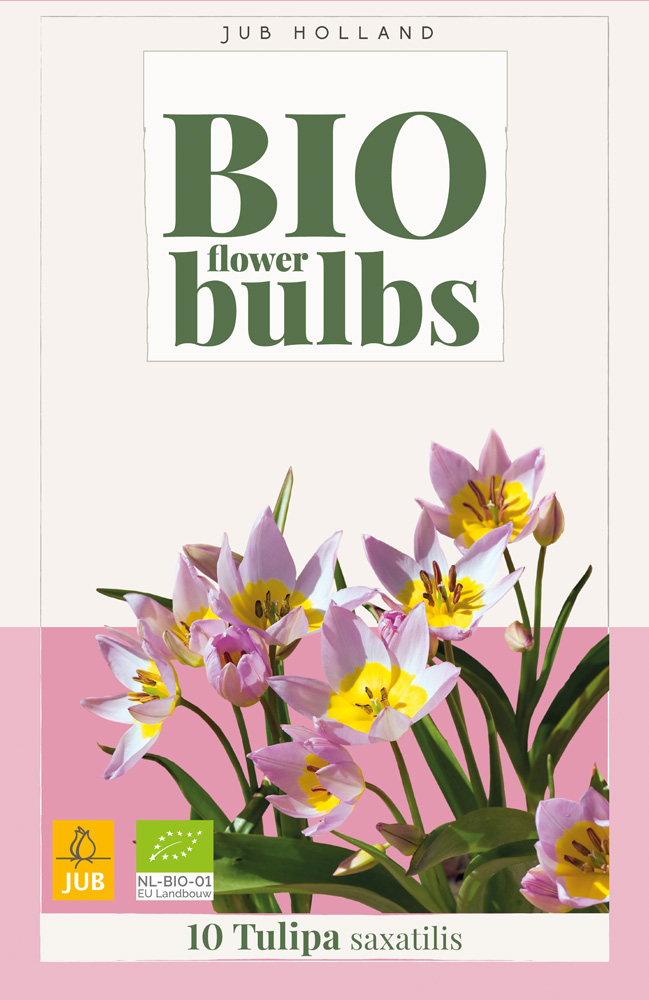Tulipán Saxatilis BIO 10ks