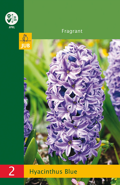 modry hyacint, kvetove cibulky, cibuloviny, kvety, cibule hyacintov
