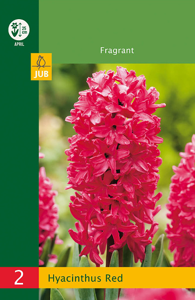 modry hyacint, kvetove cibulky, cibuloviny, kvety, cibule hyacintov