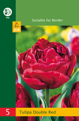 modry hyacint, kvetove cibulky, cibuloviny, kvety, cibule hyacintov