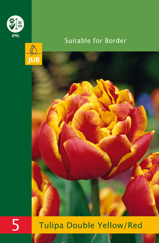 modry hyacint, kvetove cibulky, cibuloviny, kvety, cibule hyacintov