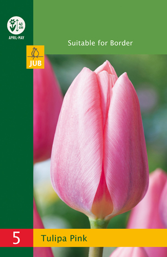 Tulipán Triumph Pink Budget line - 5 ks
