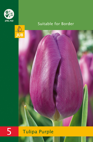 Tulipán Triumph Purple Budget line - 5 ks