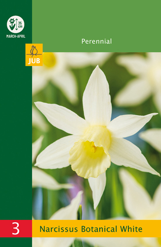 Narcis botanický biely Budget line - 3 ks