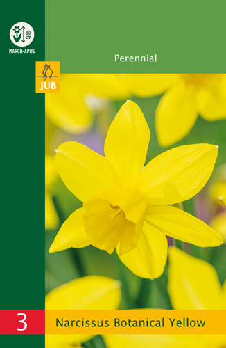 Narcis botanický žltý Budget line - 3 ks
