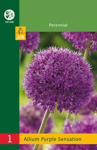 Allium Purple Sensation Budget line - 1 ks