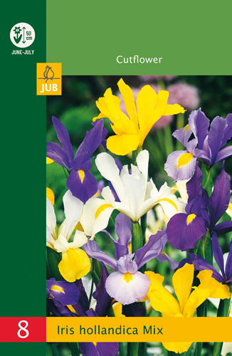 Iris Hollandica Mix Budget line - 8 ks