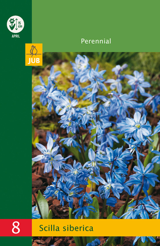 Scilla siberica Budget line - 8 ks