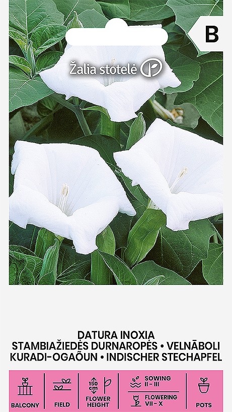 Datura inoxia, cca 10 semien