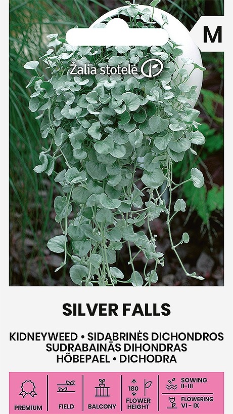 Dichondra Silver Falls, cca 6 semien