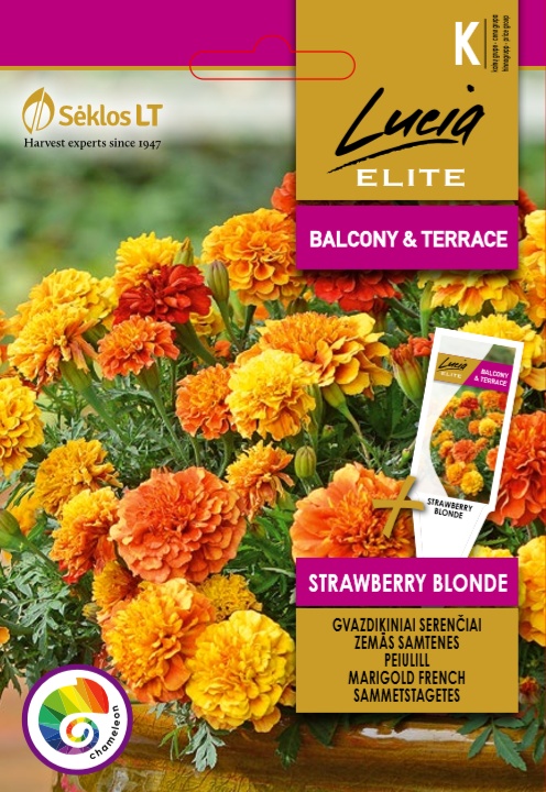 Tagetes patula (aksamietnica) Strawberry Blonde, cca 30 semien