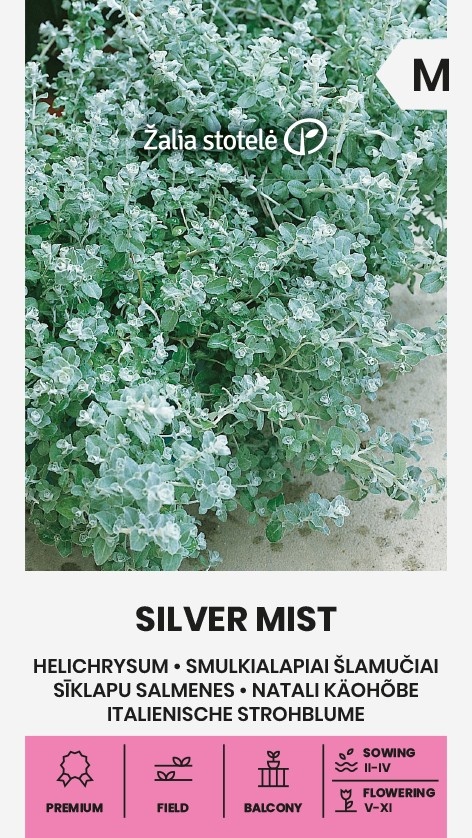 Helichrysum microphyllum Silver mist, cca 6 semien