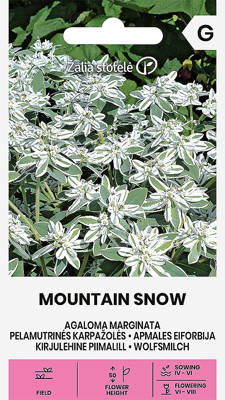 Euphorbia Mountain Snow, cca 2 g