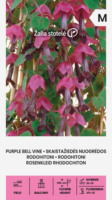 Rhodochiton atrosanguineum, cca 10 semien