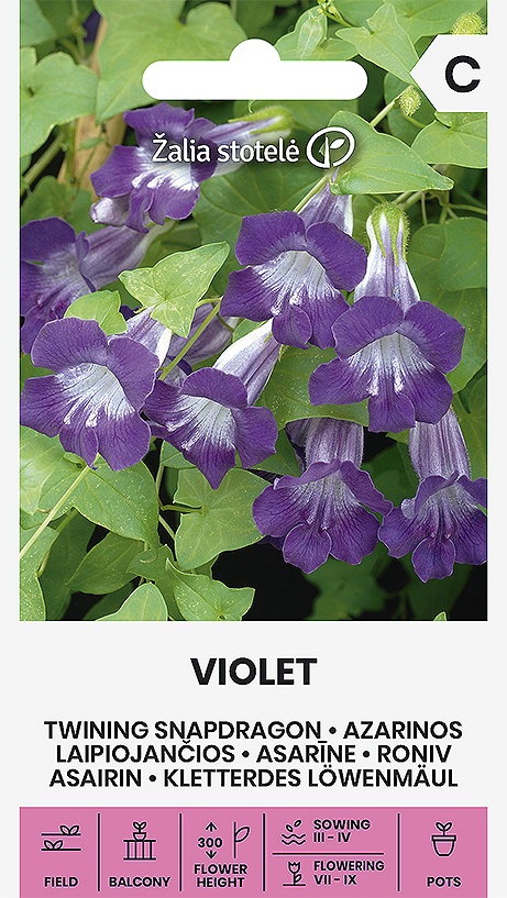 Asarina Scandens Violet, cca 8 semien