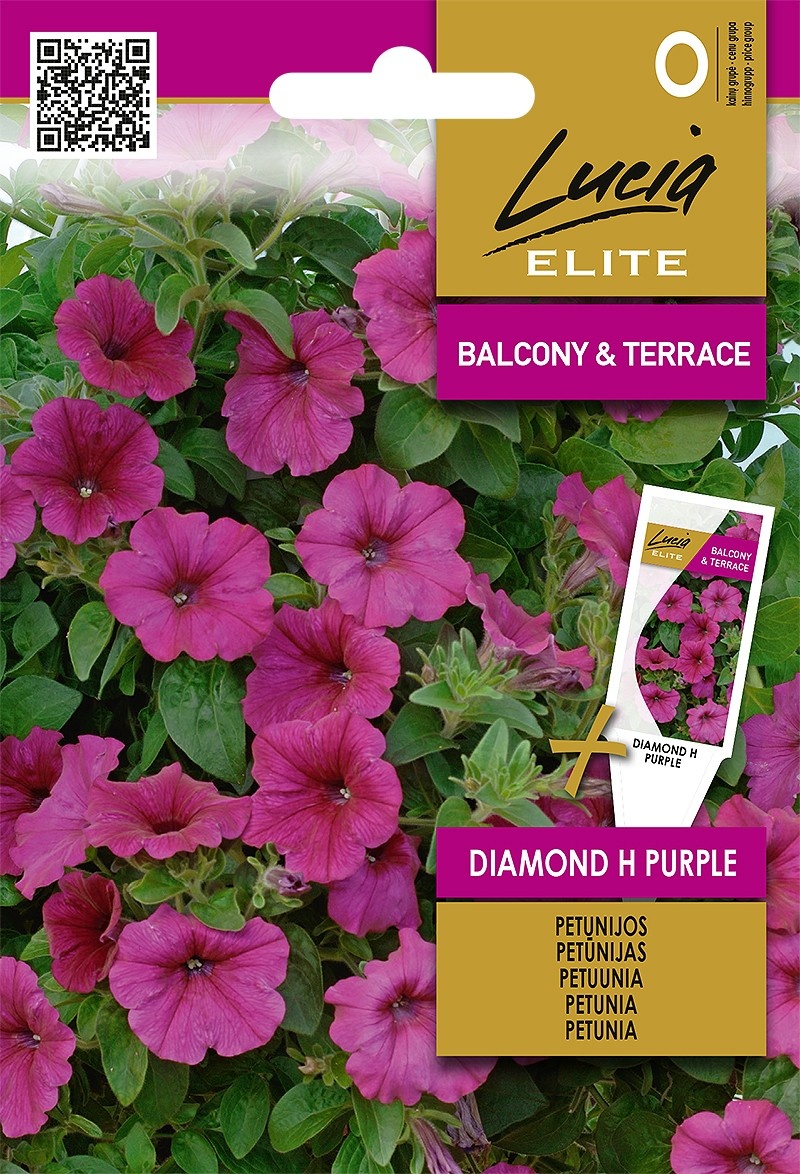Petúnia Diamond Purple F1, cca 7 semien