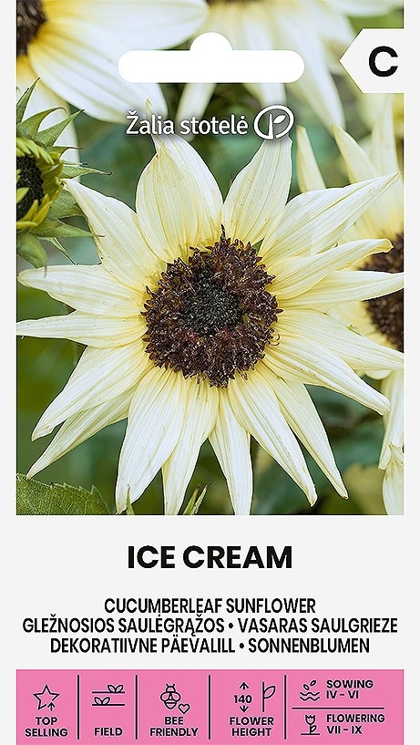 Helianthus debilis L. Ice Cream, cca 0,5 g