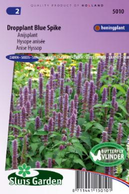 Agastache foeniculum, Agastache anýzová,